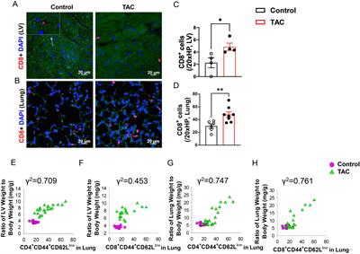 CD8 T cells promote heart failure progression in mice with preexisting left ventricular dysfunction